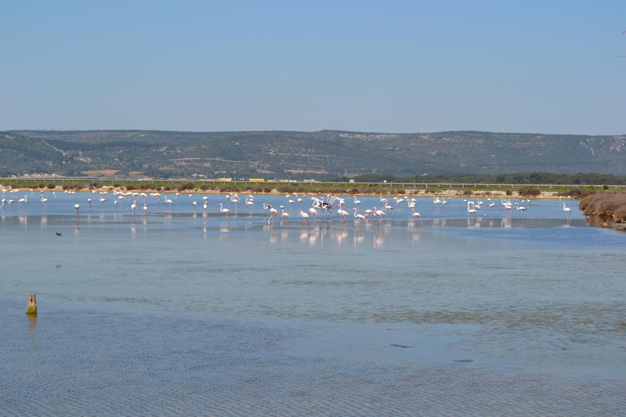 L'Aigrette Bleue Daire Frontignan Dış mekan fotoğraf